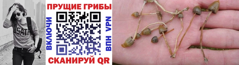 Галлюциногенные грибы Psilocybine cubensis  даркнет сайт  Кызыл 